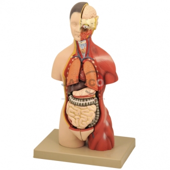 Human Biology Equipments