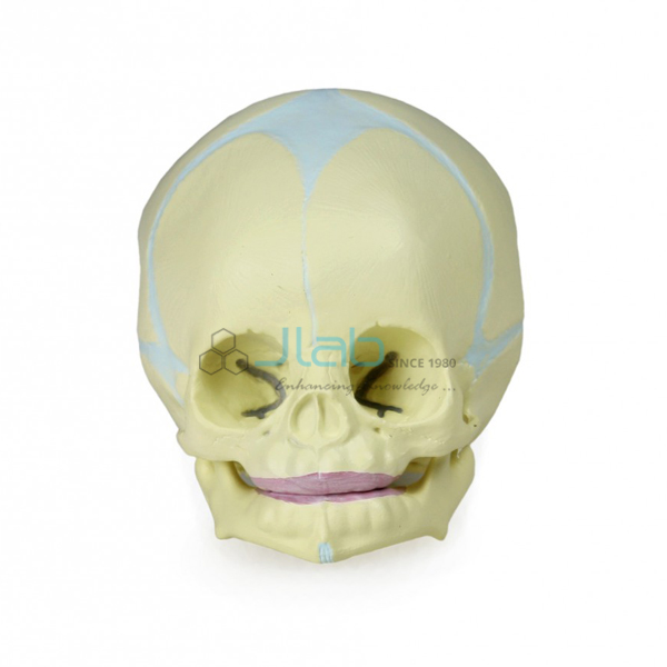 Human Fetal Skull