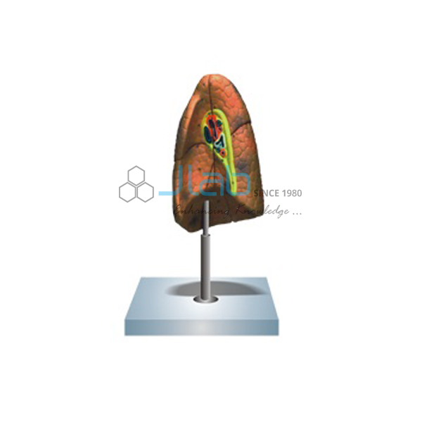 Human Lung Right