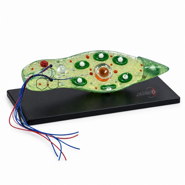 Euglena