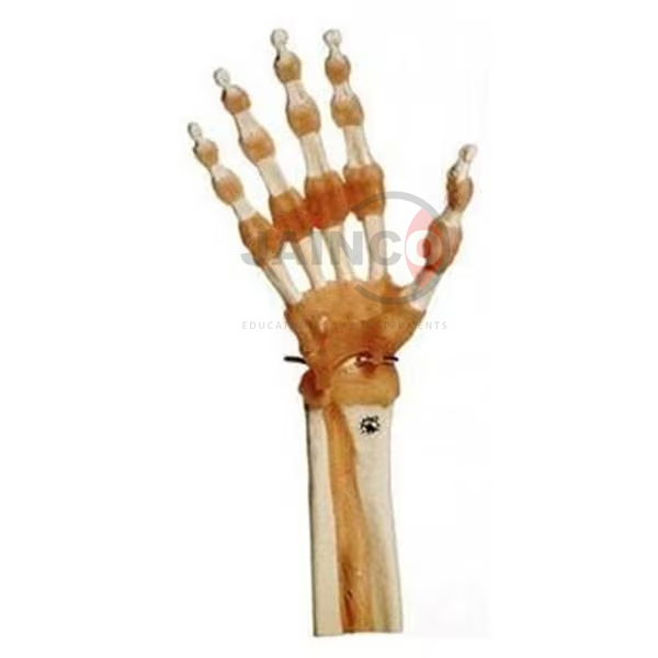 Hand Finger Joint Functional Model