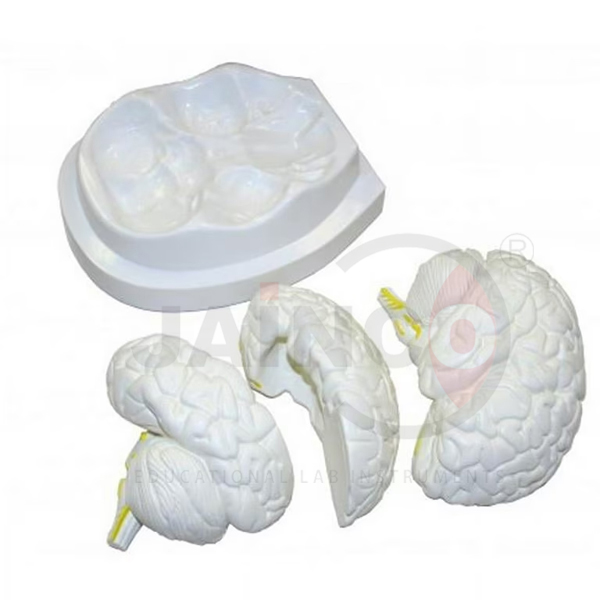 Life Size Brain Model 3 Part