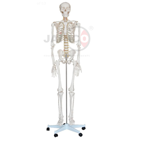Human Skeleton Life - Size Tall 170cm