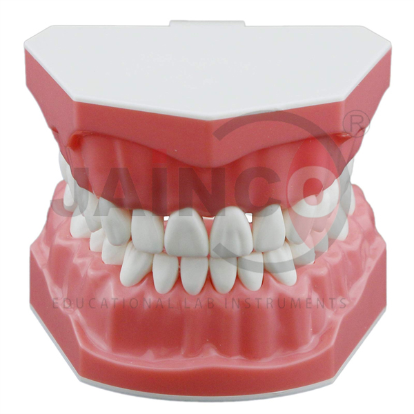 Dental Model