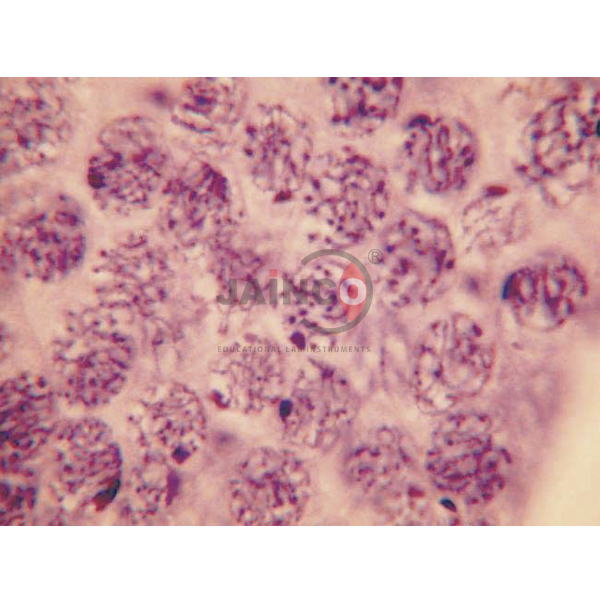 Cell Division Slide Set of 9