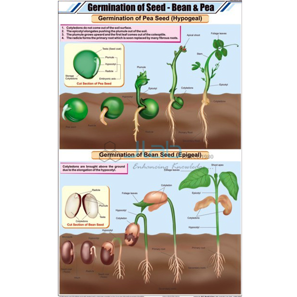 Germination of Seed: Bean &amp; Pea Chart