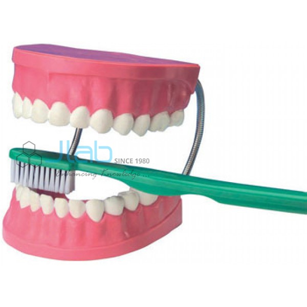 Dental Care Model
