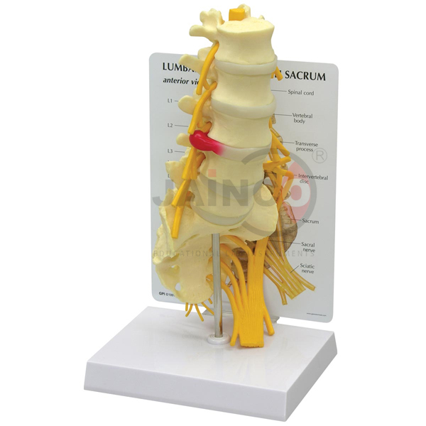 Lumbar Vertebrae with Sacrum Models