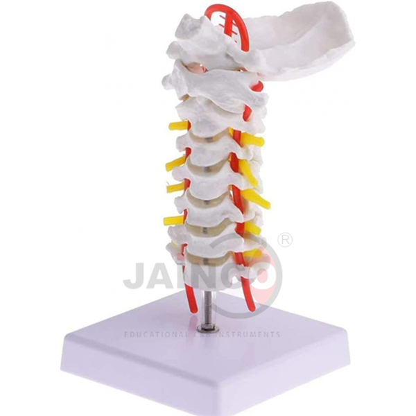 Cervical Vertebral Column with Neck Artery