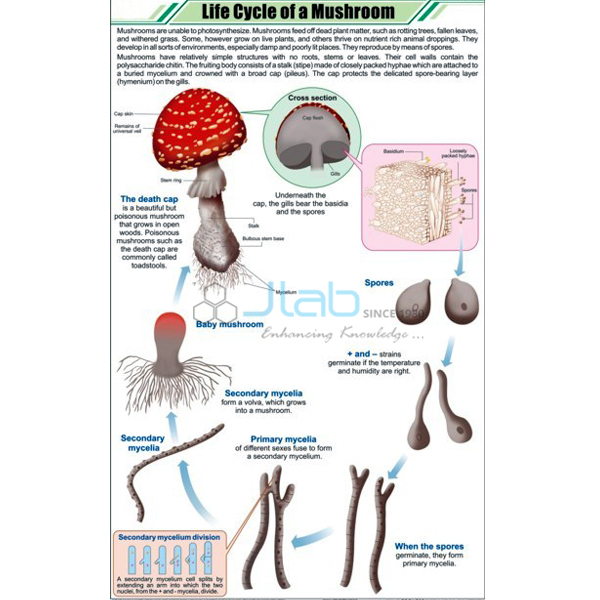 Life Cycle of a Mushroom Chart