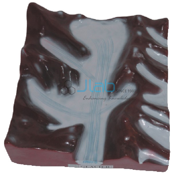 Glacier Model