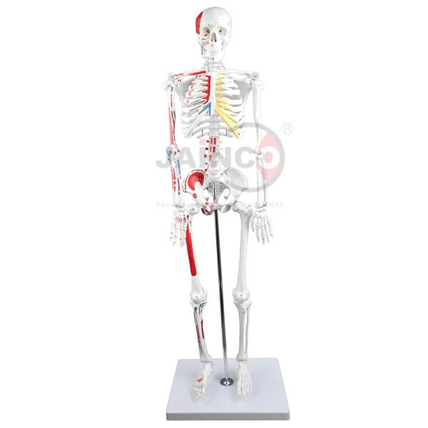 Half Size Human Skeleton with Muscle