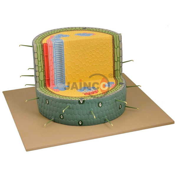 Dicot Woody Stem Model