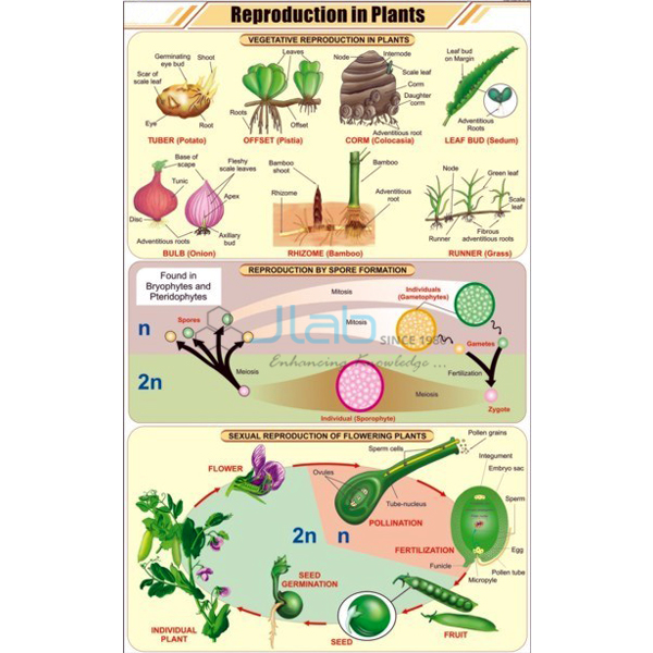 Reproduction in Plants Chart