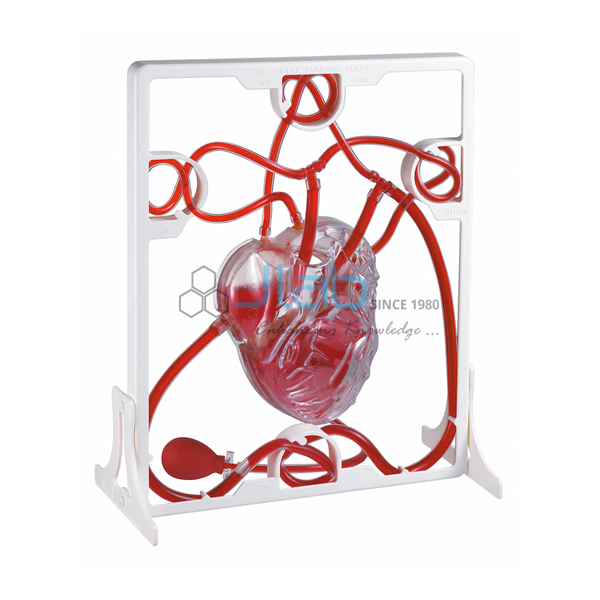 Pumping Heart Model