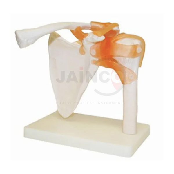 Shoulder Joint Model