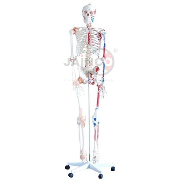 Human Skeleton Hanging Muscle and Thick Zip Dust Cover