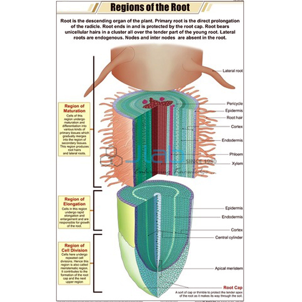 Regions of Root Chart