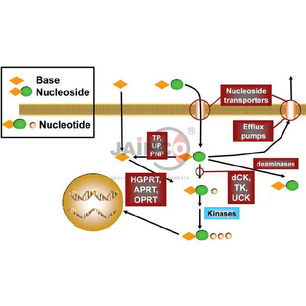 Purine and Pyrimidine Metabolism Model