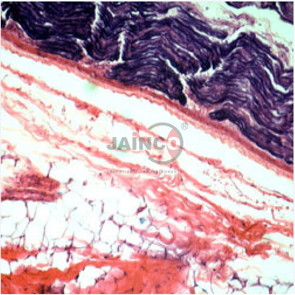 Mammalian Physiology Prepared Slide