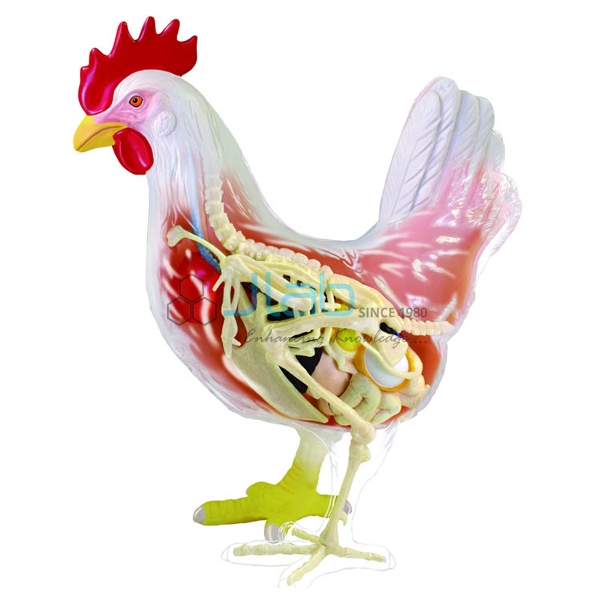 Bird Dissection-Domestic Hen