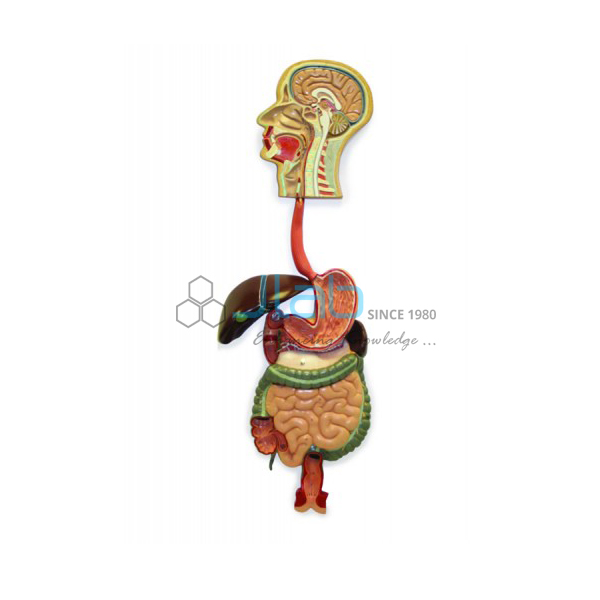 Digestive System Model