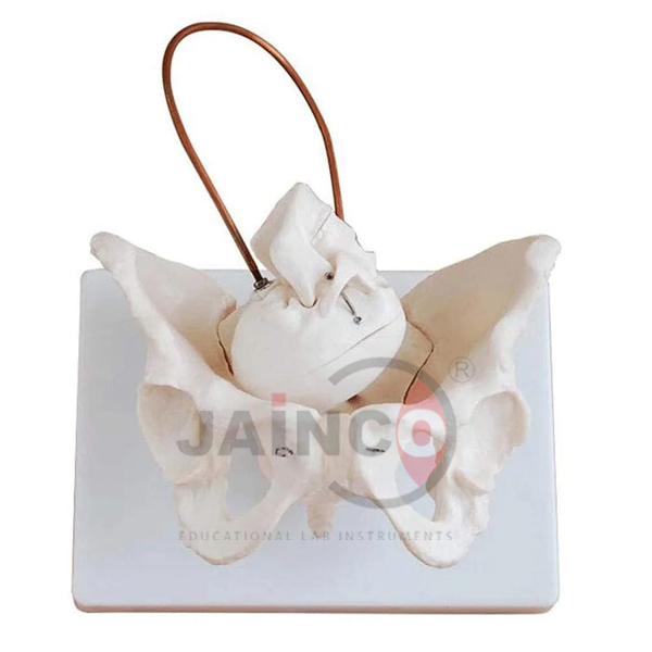 Birth Demonstration Model