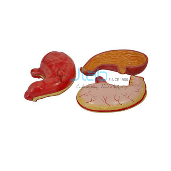 Stomach Model