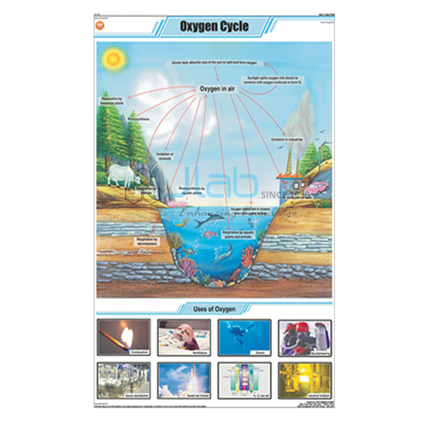 Oxygen cycle
