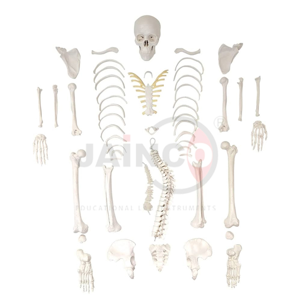 Disarticulated Human Skeleton 200 Bones