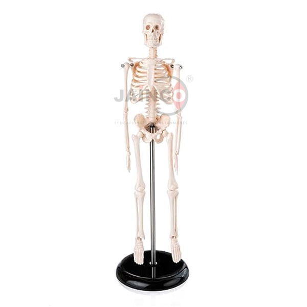 Mini Skeleton Model