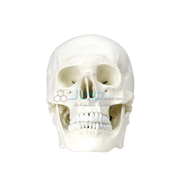 Life Size Human Skull