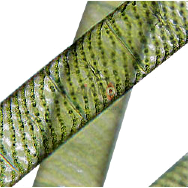 Microbial World Prepared Slide