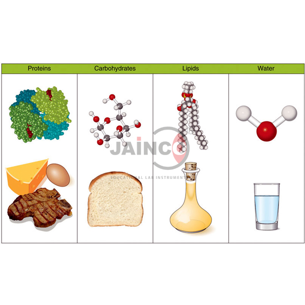 Nutrients Model