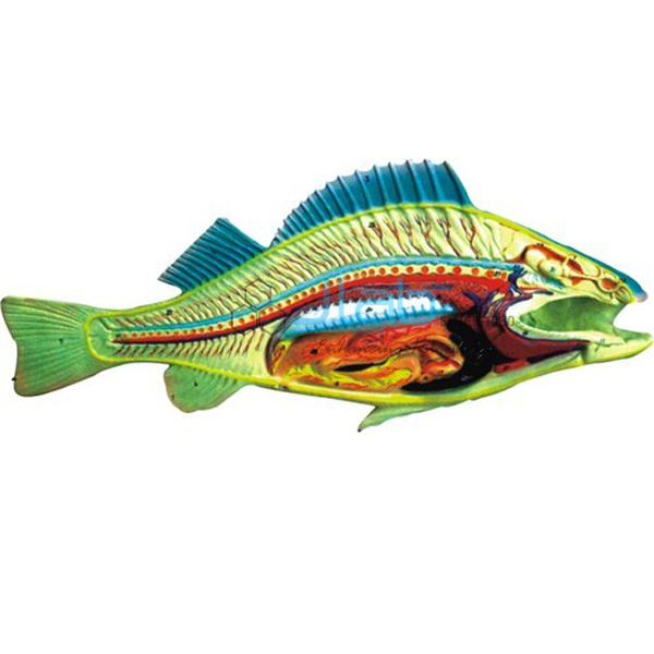 Boney Fish Model