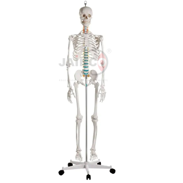 Mini Human Skeleton 42cm