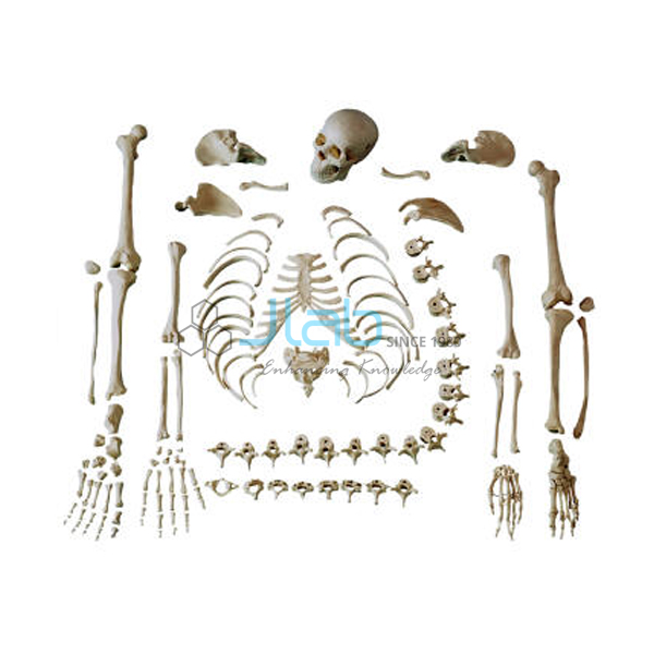 Skeletons