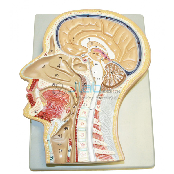 Head Sagittal Section