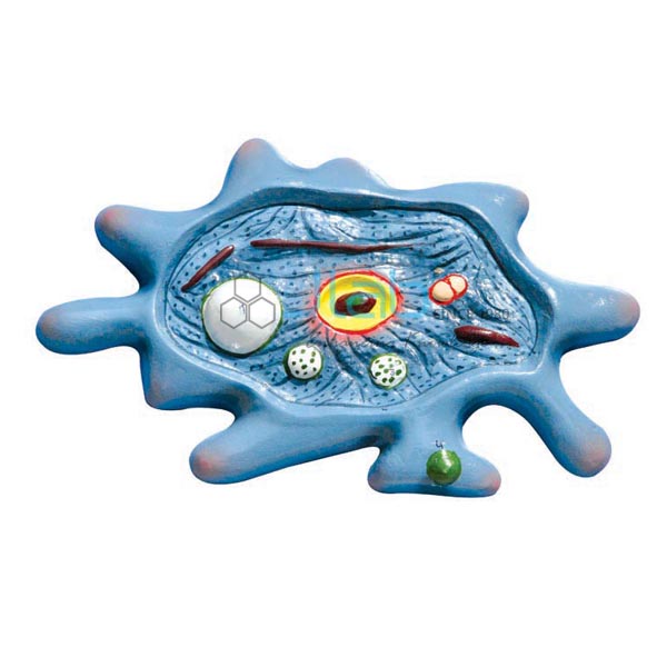 Model of Amoeba