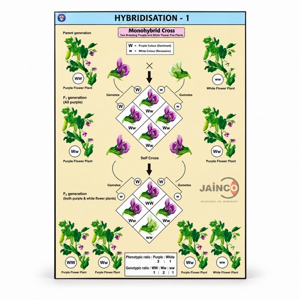 Hybridisation-1