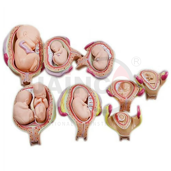 Fetal Development Set Model