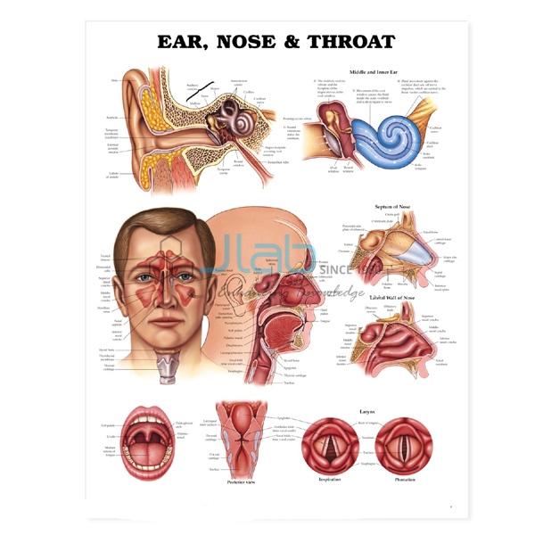 Ear, Nose, Throat Chart