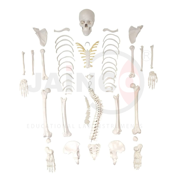 Deluxe Human Disarticulated Skeleton