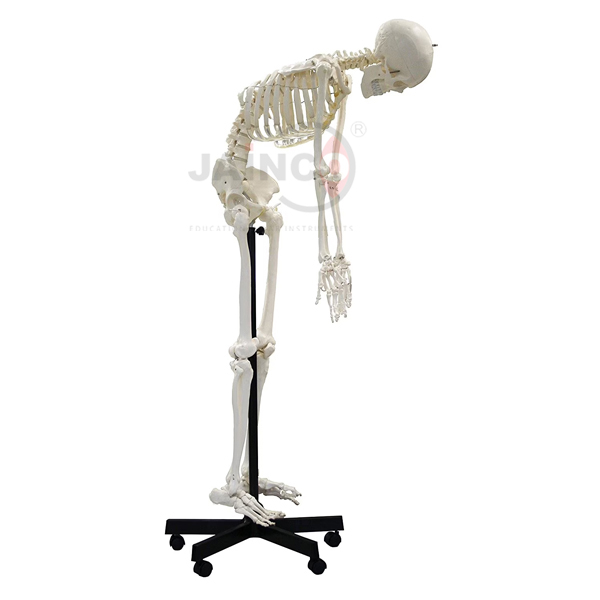 Human Skeleton 67 Full Size Flexible 170cm