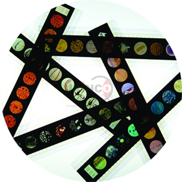 Teeth and Gums Microslide