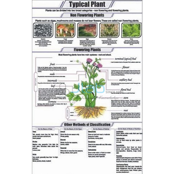 Typical Plant Chart