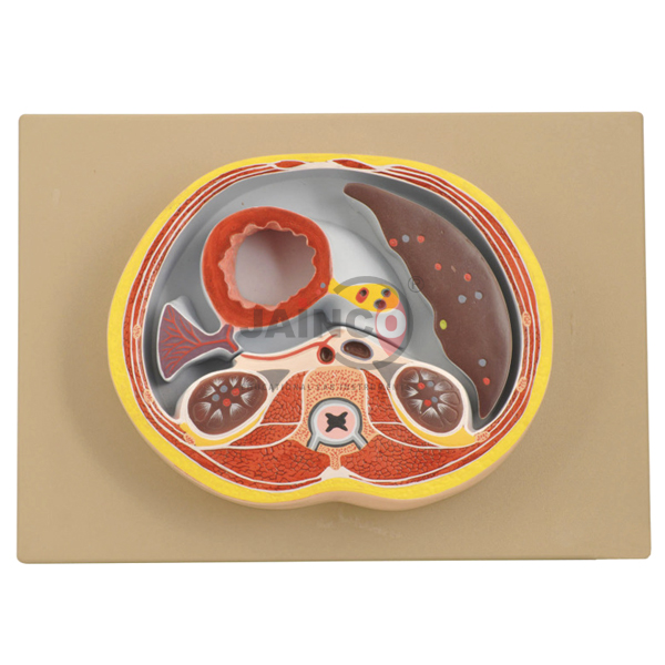 Abdomen Section Model