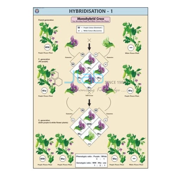 Hybridisation-1