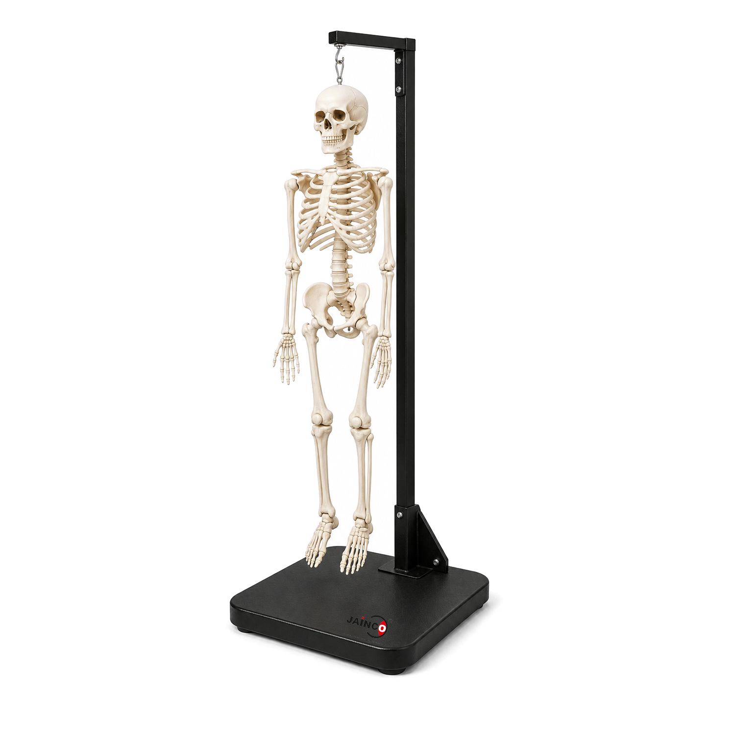 Human skeleton Heavy Material
