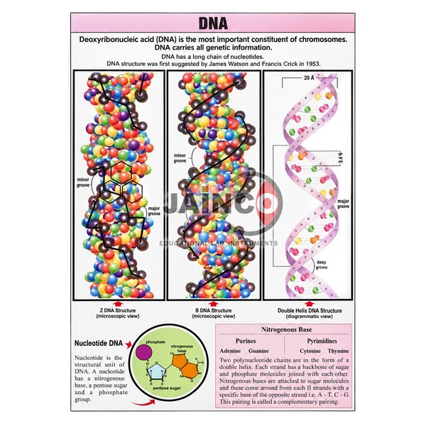 DNA